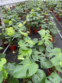 Kas met veel planten Kas met veel planten
